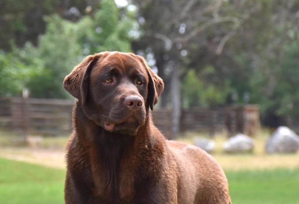 Chocolate Lab Steam of SEGA Labrador Retrievers