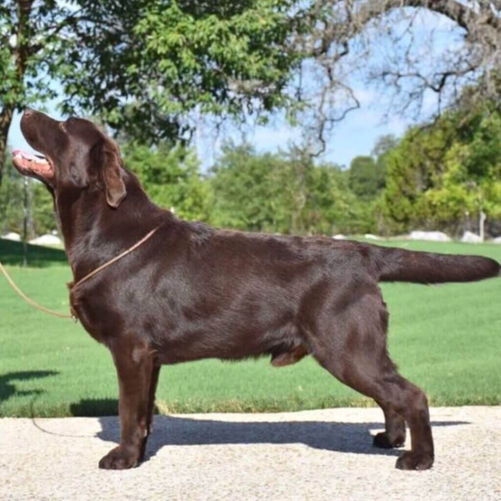 Chocolate Labrador posing for the camera at SEGA Labrador Retrievers