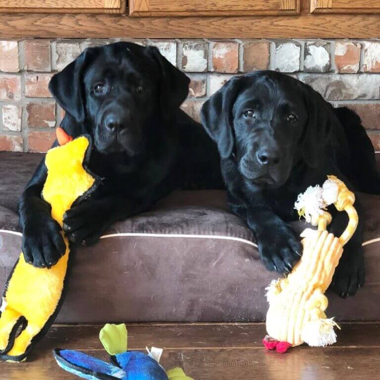 Puppies Roma and Poncho of SEGA Labrador Retrievers