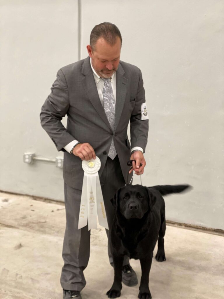 Labrador Best of Breed Win at Dog Show