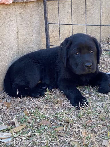 Fancy's puppy relaxing outdoors