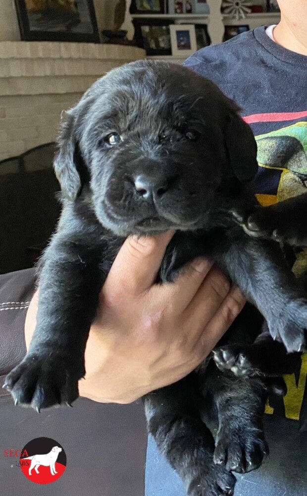 One of Fancy's three black male puppies