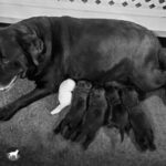 Black Labrador Fancy nursing her four puppies