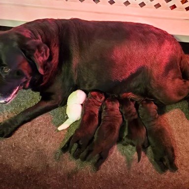 Fancy with her four puppies and her favorite toy