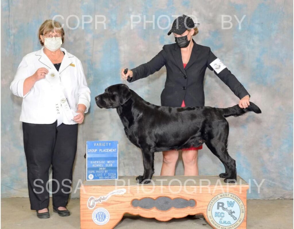 Poncho winning Best of Breed in Louisiana Dog Show Competition hosted by Riverside West Kennel Club.